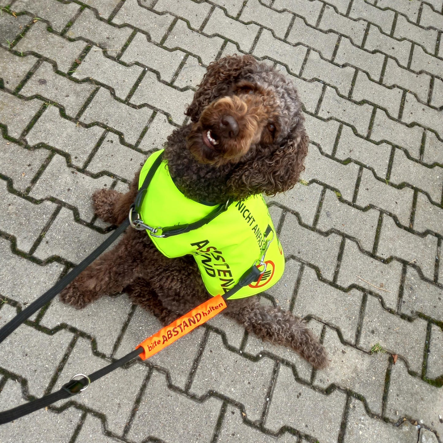 Kenndecke - Assistenzhund